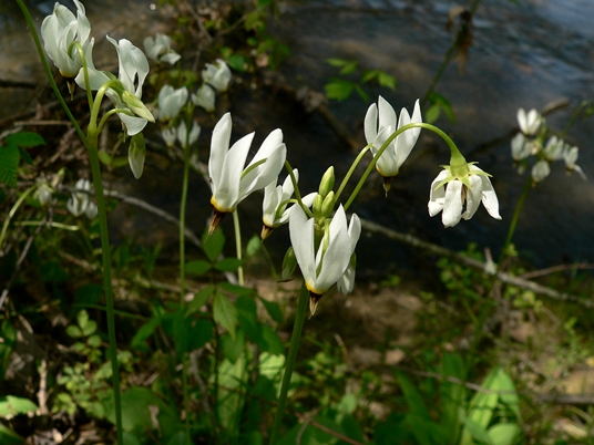 {Dodecatheon meadia}